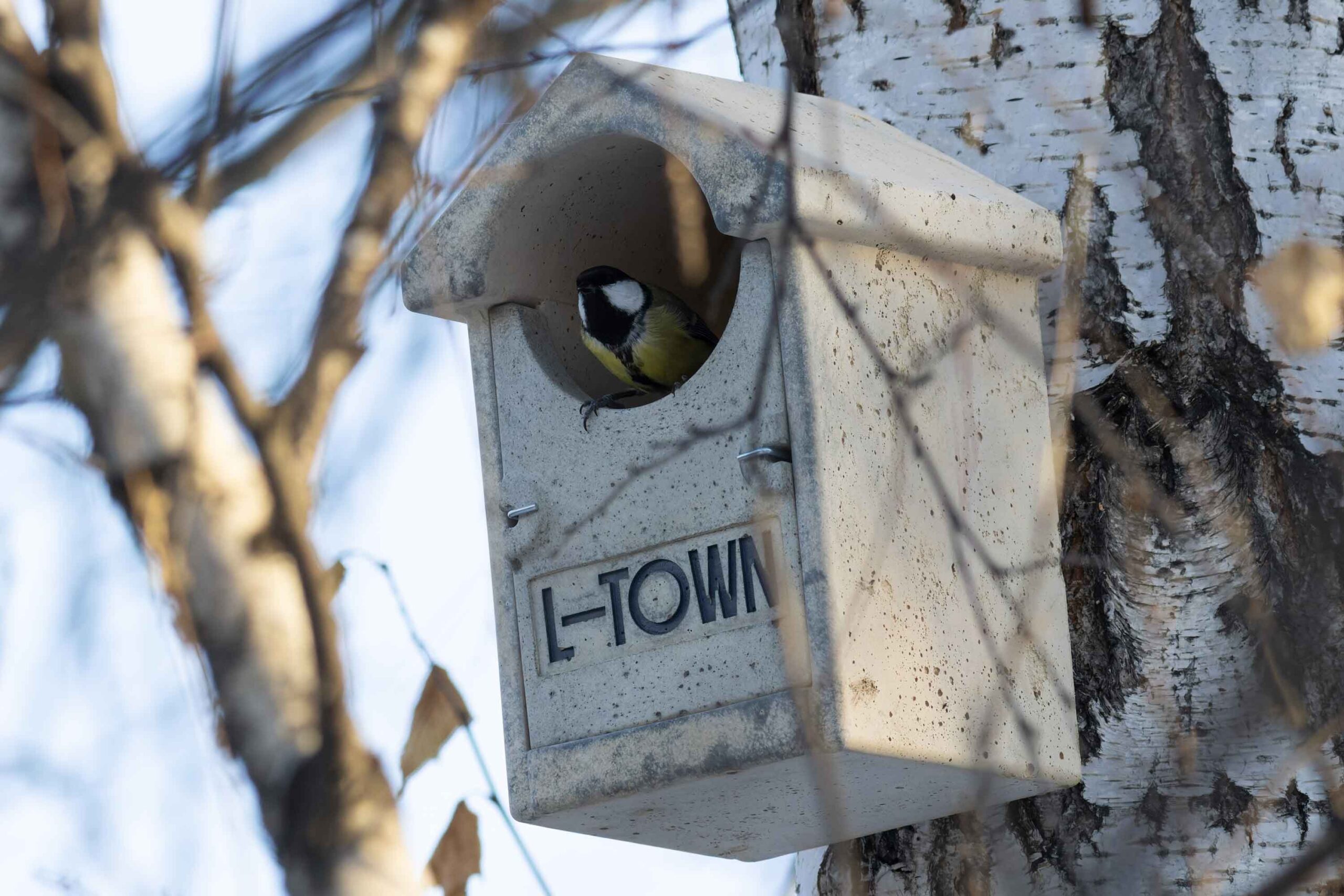 L-town_great_tit_at_nestbox