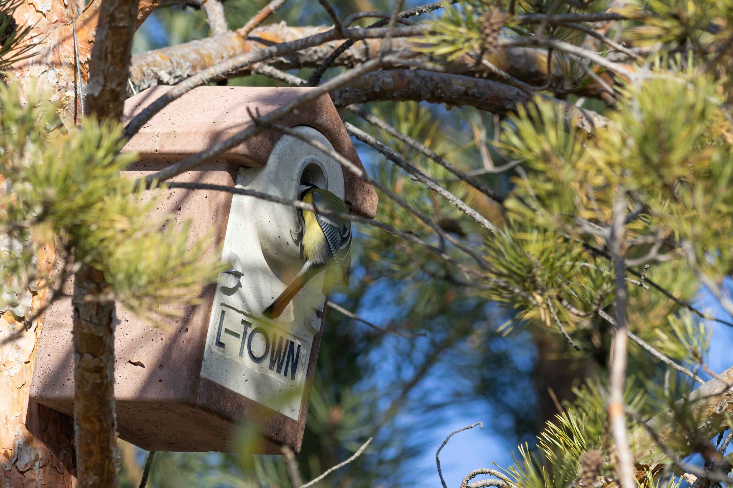 L-town_great_tit_cheking_nestbox
