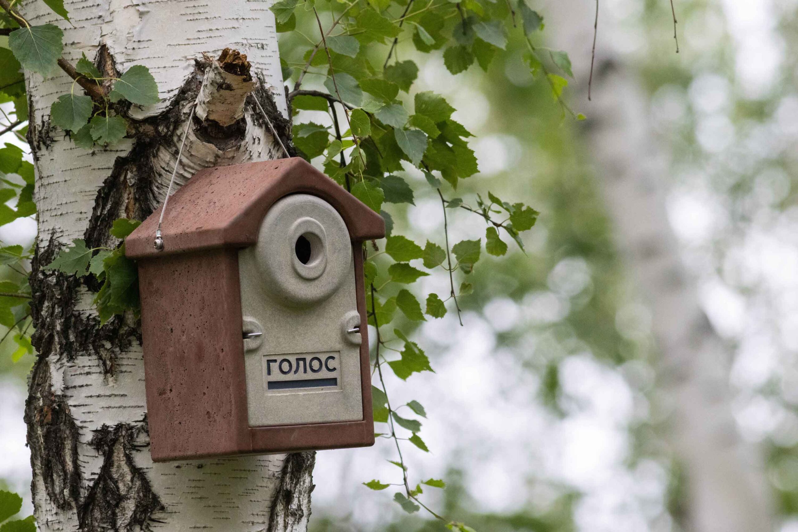 Newton_golos_nestbox